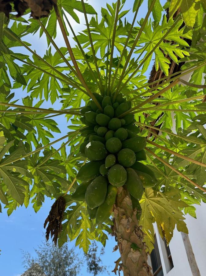 Blue Villa Zanzibar 普瓦尼梅查恩加尼 外观 照片